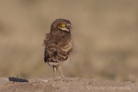 Kuvik zemný - Athene cunicularia - Burrowing Owl