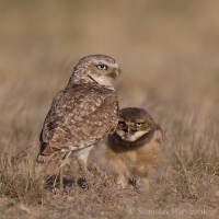Kuvik zemný - Athene cunicularia - Burrowing Owl