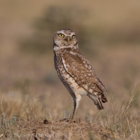 Kuvik zemný - Athene cunicularia - Burrowing Owl