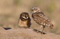 Kuvik zemný - Athene cunicularia - Burrowing Owl