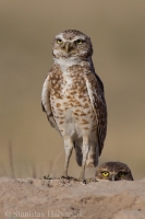 Kuvik zemný - Athene cunicularia - Burrowing Owl