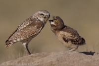 Kuvik zemný - Athene cunicularia - Burrowing Owl