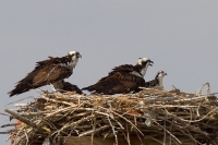 Kršiak rybár - Pandion haliaetus - Osprey