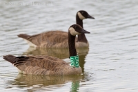 Bernikla veľká - Branta canadensis - Canada Goose