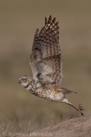 Kuvik zemný - Athene cunicularia - Burrowing Owl