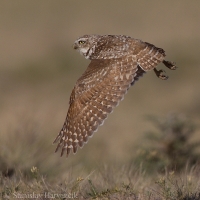 Kuvik zemný - Athene cunicularia - Burrowing Owl