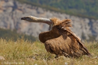 Sup bielohlavý - Eurasian Griffon Vulture