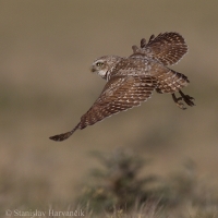 Kuvik zemný - Athene cunicularia - Burrowing Owl