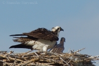 Kršiak rybár - Pandion haliaetus - Osprey