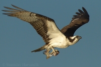 Kršiak rybár - Pandion haliaetus - Osprey