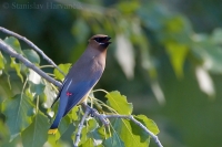 Chochláč americký - Bombycilla cedrorum - Cedar Waxwing 