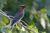 Chochláč americký - Bombycilla cedrorum - Cedar Waxwing 