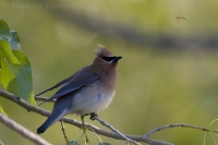 Chochláč americký - Bombycilla cedrorum - Cedar Waxwing 