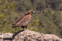 Sup tmavohnedý - Eurasian Black Vulture