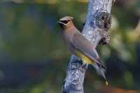 Chochláč americký - Bombycilla cedrorum - Cedar Waxwing 