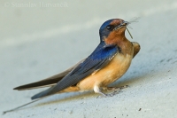 Lastovička obyčajná - Hirundo rustica - Barn Swallow