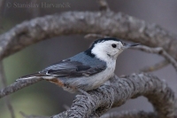Brhlík bieloprsý - Sitta carolinensis - White-breasted Nuthatch
