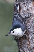 Brhlík bieloprsý - Sitta carolinensis - White-breasted Nuthatch