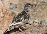 Snehuľa bielochvostá - Lagopus leucura - White-tailed Ptarmigan