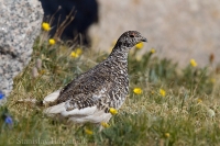 Snehuľa bielochvostá - Lagopus leucura - White-tailed Ptarmigan