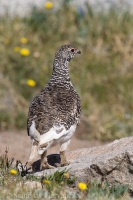 Snehuľa bielochvostá - Lagopus leucura - White-tailed Ptarmigan