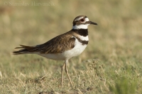 Kulík krikľavý - Charadrius vociferus - Killdeer
