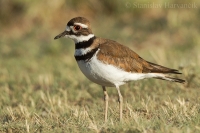 Kulík krikľavý - Charadrius vociferus - Killdeer