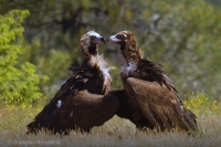 Sup tmavohnedý - Eurasian Black Vulture