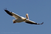 Pelikán biely - Pelecanus erythrorhynchos - American White Pelican