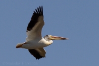 Pelikán biely - Pelecanus erythrorhynchos - American White Pelican
