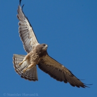 Myšiak prériový - Buteo swainsoni - Swainson´s Hawk