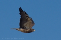 Myšiak prériový - Buteo swainsoni - Swainson´s Hawk
