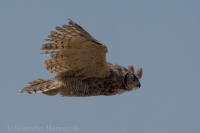 Výr bielobradý - Bubo virginianus - Great Horned Owl