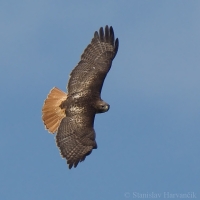 Myšiak hrdzavochvostý - Buteo jamaicensis - Red-tailed Hawk