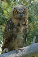 Výr bielobradý - Bubo virginianus - Great Horned Owl