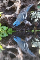 Pápežík pôvabný - Passerina amoena - Lazuli Bunting