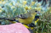 Stehlík spevavý - Carduelis psaltria - Lesser Goldfinch