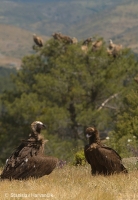 Sup tmavohnedý - Eurasian Black Vulture