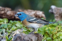 Pápežík pôvabný - Passerina amoena - Lazuli Bunting