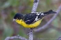 Stehlík spevavý - Carduelis psaltria - Lesser Goldfinch