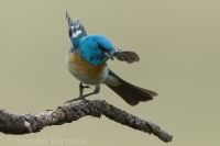 Pápežík pôvabný - Passerina amoena - Lazuli Bunting