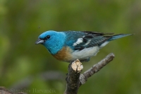 Pápežík pôvabný - Passerina amoena - Lazuli Bunting