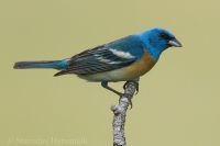 Pápežík pôvabný - Passerina amoena - Lazuli Bunting