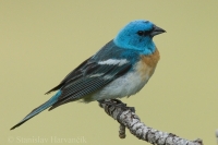 Pápežík pôvabný - Passerina amoena - Lazuli Bunting
