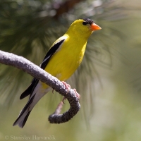 Stehlík zlatý - Carduelis tristis - American Goldfinch