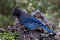 Kapuciarka diadénová - Cyanocitta stelleri - Steller´s Jay