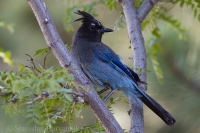 Kapuciarka diadénová - Cyanocitta stelleri - Steller´s Jay