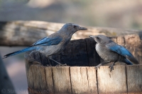 Kapuciarka dubová - Aphelocoma californica - Western Scrub-Jay