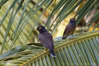 Škorec hnedý - Common Myna