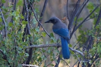 Kapuciarka dubová - Aphelocoma californica - Western Scrub-Jay